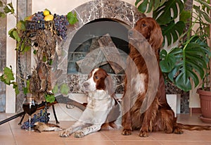 Bunch of birds, two hunting dogs and rifle on background of the fireplace.