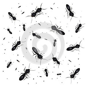 A bunch of black bugs on a white background