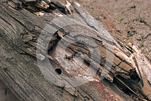 Bunch of black carpenter ants are prepare to organize a colony i