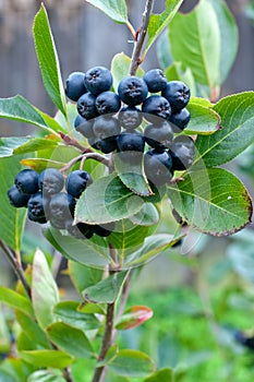 A bunch of black chokeberry (aronia).