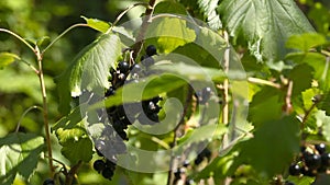 A bunch of black currant on bushes