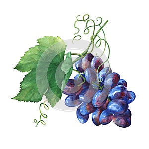 Bunch of black fresh grapes.