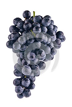 Bunch of black grapes isolated on white background