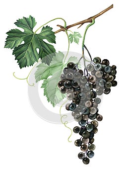Bunch of black grapes isolated on white background. Watercolor illustration.
