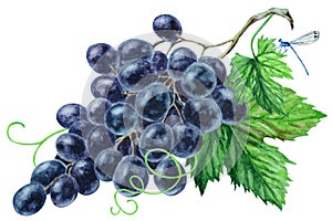 Bunch of black grapes with leaves, hand drawn watercolor