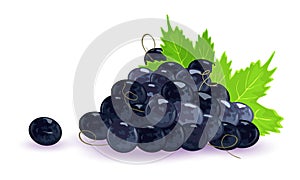 Bunch of black grapes with tendrils and green leaves. Ripe juice sweet berries.