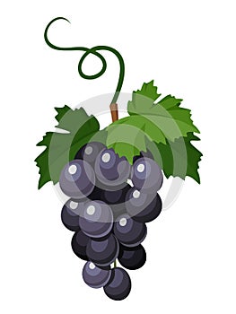 Bunch of black grapes. Vector illustration.