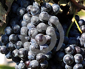 Bunch of black grapes in a vineyard photo