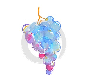 Bunch of black grapes watercolor illustration.
