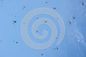 A bunch of Black spider on its web with blue sky in the background.