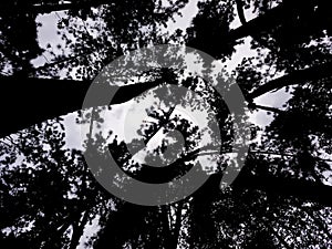 The Enchanted Trees touching the Sky