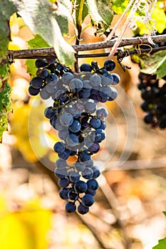 Bunch of black wine grape over green natural vineyard garden background
