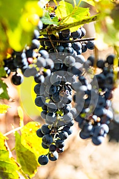 Bunch of black wine grape over green natural vineyard garden background