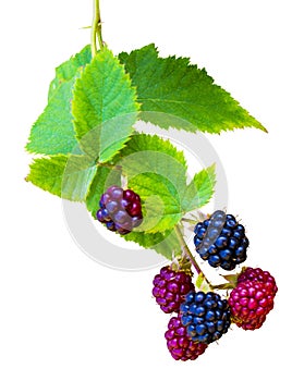 Bunch of blackberries. blackberry with leaf isolated on a white