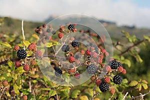 Bunch of blackberry branches