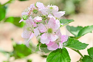 Bunch of blackberry or raspberry spring blossom