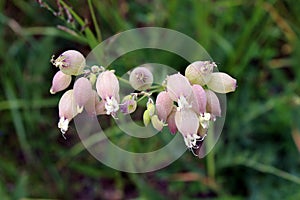 Bunch of Bladder campion or Silene vulgaris perennial common wildflowers with drooping white flowers and large inflated calyx