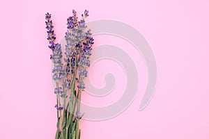 Bunch of blooming lavender on a pink background