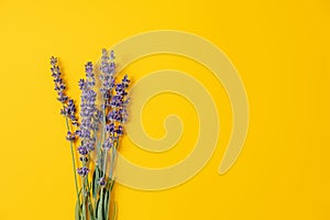 Bunch of blooming lavender on a yellow background