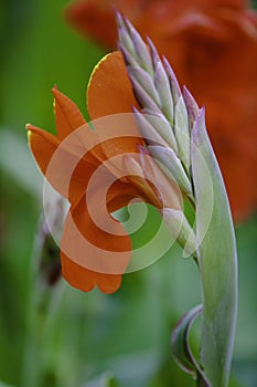 A Bunch of closeup red canna lily flower