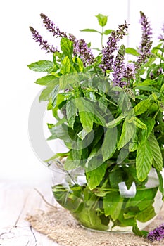 Bunch blooming mint