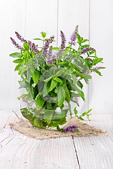 Bunch blooming mint