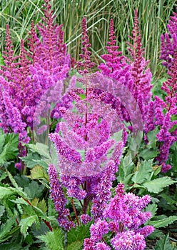 Bunch of Blooming Vivid Purple Astilbe Younique Cerise Flowers with Green Foliage