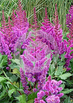 Bunch of Blooming Vivid Purple Astilbe Younique Cerise Flowers with Green Foliage photo