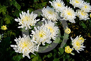 Bunch of blooming white chrysanthemum flower