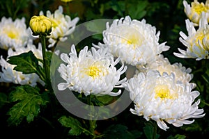 Bunch of blooming white chrysanthemum flower