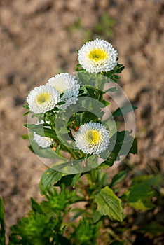 Bunch of blooming white chrysanthemum flower