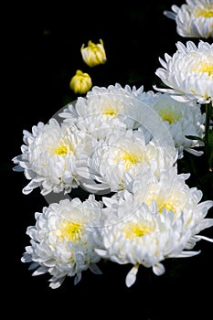 Bunch of blooming white chrysanthemum flower