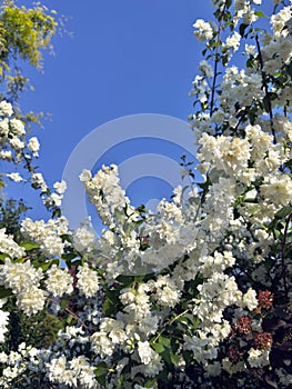 bunch of blossom of white jasmine