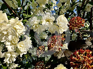 bunch of blossom of white jasmine