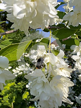 bunch of blossom of white jasmine