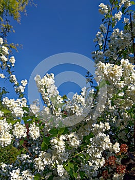 bunch of blossom of white jasmine