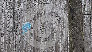 a bunch of blue balloons hang in a wild forest of birch trees in gray cloudy weather, a symbol of hope in a gray cruel