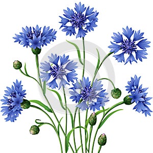 Bunch of blue cornflowers