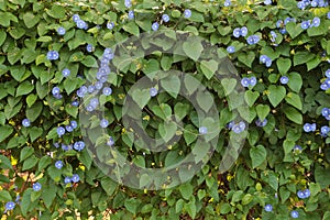 Bunch of blue garden flower