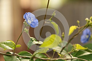 Bunch of blue garden flower