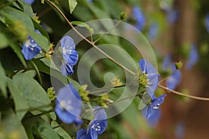 Bunch of blue garden flower