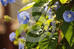 Bunch of blue garden flower