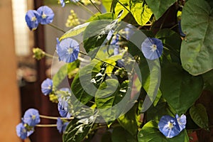 Bunch of blue garden flower