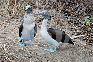 Bunch of Blue Footed Boobies, Isla de la Plata, Ec photo