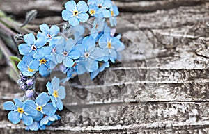 Bunch of blue forget me not flower