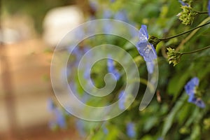 Bunch of blue garden flower