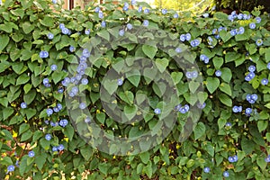 Bunch of blue garden flower