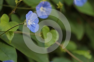 Bunch of blue garden flower