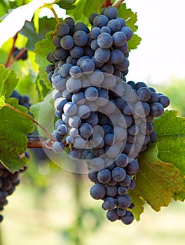 Bunch of blue grapes