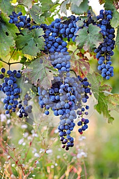 A bunch of blue grapes on grapevine